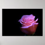 The Sweetest Flower that Blows... Poster