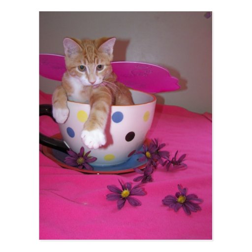 The tea cup fairy postcard