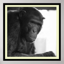 the thinker chimp poster