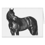 The Thoroughbred Cards