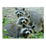 The Three Raccoons Postcards