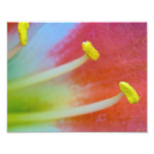 The Three Stamens Photograph