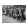 The Tiller Girls, early 1900s Post Cards