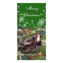 The tomcat in the Christmas tree Photo Card Template