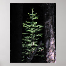 The tree poster