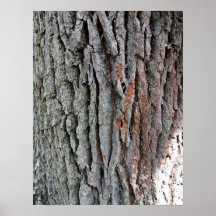 The trunk of a live oak print