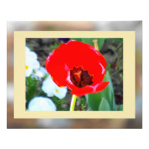 The Tulip Companion Photo Print