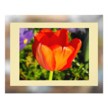 The Tulip Photographic Print