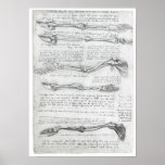 The Upper Extremity, Leonardo da Vinci Poster