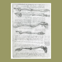 The Upper Extremity, Leonardo da Vinci posters