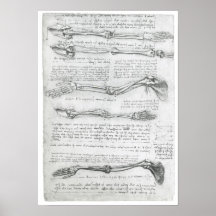 The Upper Extremity, Leonardo da Vinci Poster