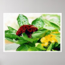 The Velvet Plant (Celosia/Cockscomb) Poster