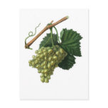 The Verdelho grape Postcard
