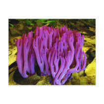 The Violet Coral Fungus Clavaria Zollingeri Post Cards