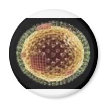 THE VIRUS 2009 MAGNETS