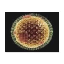 THE VIRUS 2009 POSTCARD