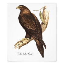 The Wedge Tailed Eagle. A Magnificent Bird of Prey Photo