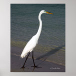 The White Egret Poster