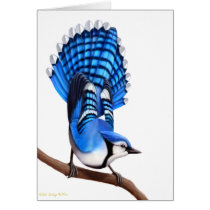 The Wild Blue Jay Bird Card