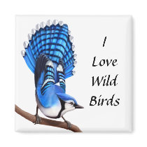The Wild Blue Jay Bird Magnet