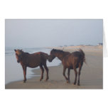 The Wild Horses of Carova Beach cards