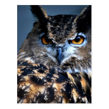 The Wise One Postcard