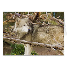 The Wolf Greeting Cards