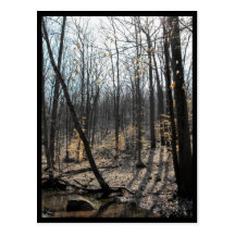 the Woods ~ 43 Post Card