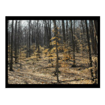 the Woods ~ 44 Postcard