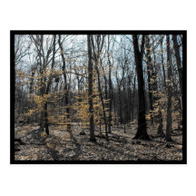 the Woods ~ 45 Post Cards