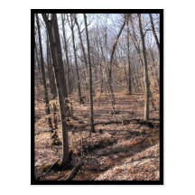 the Woods ~ 46 Post Cards