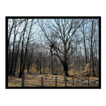 the Woods ~ 47 Post Card