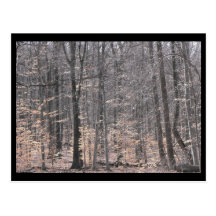 the Woods ~ 48 Post Card