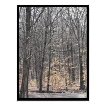 the Woods ~ 49 Post Cards