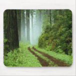 The woods