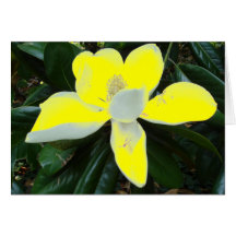 " The Yellow Magnolia " Greeting Cards