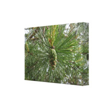 The Young Pine Cone Gallery Wrap Canvas