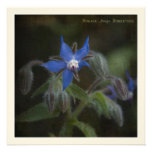 Theatrum Botanicum · Borage Personalized Invitations