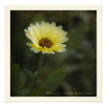 Theatrum Botanicum · Marigold Invite
