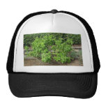 Theme Park Basil Hats