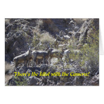 There's the Idiot with the Camera! Big Horn Sheep Greeting Cards