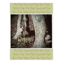 These Quiet Seasons January Oak Postcard