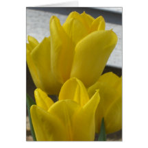 These yellow tulips are for you greeting card