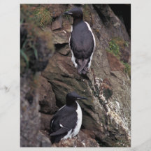 Thick-billed Murres on Hall Island Custom Flyer