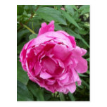 Think Pink Flower Postcard