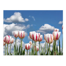 Think Spring! Postcard