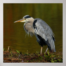 Thinking Heron Print