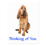 Thinking of You Bloodhound Dog Greeting Postcard