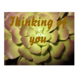 Thinking of You card Postcard