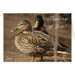 Thinking of You Ducks Greeting Card